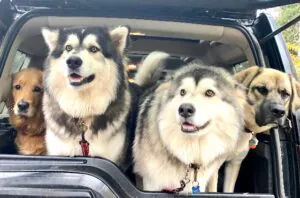 Dogs in a vehicle – CellSonic Regeneration is now offered for dogs